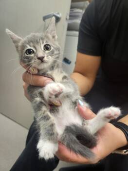 A141119 -  Domestic Short Hair Cat for Adoption in Burbank, California - A141119 | PetCurious