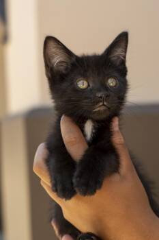 Midnight -  Domestic Short Hair Cat for Adoption in Elk Grove, California - Midnight | PetCurious