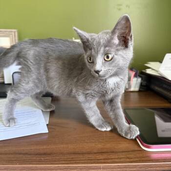 Sophia -  Russian Blue Cat for Adoption in Brighton, Illinois - Sophia | PetCurious