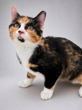 Maisee -  Domestic Short Hair Cat for Adoption in Bowling Green, Kentucky - Maisee | PetCurious