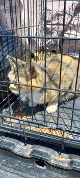 Domestic Short Hair Cats Available for Adoption in Mocksville, North Carolina - Coco | PetCurious