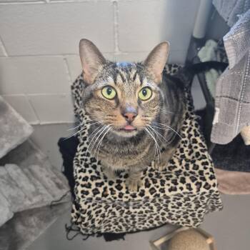 Kimchi -  Domestic Short Hair Cat Available for Adoption in New Westminster, British Columbia - Kimchi | PetCurious