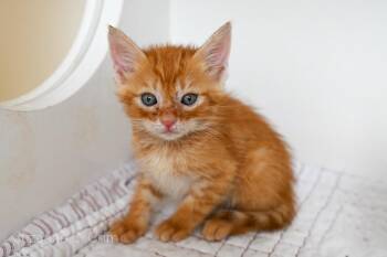 Orion -  Domestic Short Hair Cat for Adoption in Elmwood, Louisiana - Orion | PetCurious