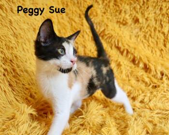 Peggy Sue -  Calico Cat for Adoption in St. Augustine, Florida - Peggy Sue | PetCurious