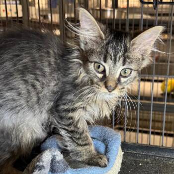 Bellatrix -  Domestic Long Hair Cat for Adoption in Saginaw, Michigan - Bellatrix | PetCurious