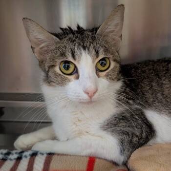 Domestic Short Hair Cats Available for Adoption in Springfield, Illinois - Holly | PetCurious