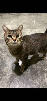 Tonka -  Domestic Short Hair Cat for Adoption in Harrodsburg, Kentucky - Tonka | PetCurious