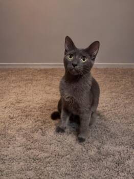 Bernadette -  Domestic Short Hair Cat for Adoption in Houston, Texas - Bernadette | PetCurious