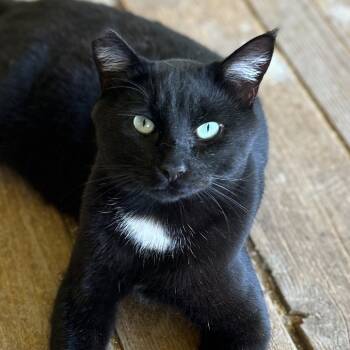 Rescue Domestic Short Hair Cats for Adoption in Nampa, Idaho - Ripley | PetCurious