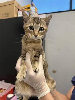 Domestic Short Hair Cats Available for Adoption in West Chester, Pennsylvania - Melanie | PetCurious