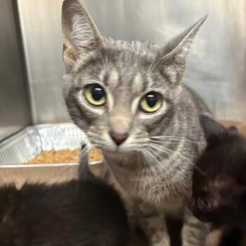 Domestic Short Hair Cats Available for Adoption in Fort Worth, Texas - Bubbles | PetCurious