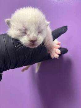 60658859 -  Domestic Short Hair Cat Available for Adoption in El Paso, Texas - 60658859 | PetCurious