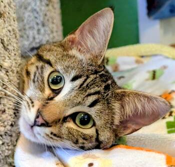 Bart & Baxter, Lovable Boys -  Tabby Cat Available for Adoption in Newport, Washington - Bart & Baxter, Lovable Boys | PetCurious