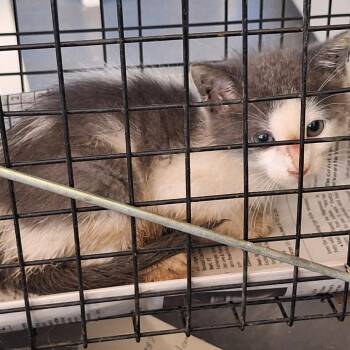 Subaru -  Domestic Short Hair Cat for Adoption in Montgomery, Alabama - Subaru | PetCurious