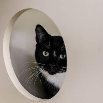 Simon -  Domestic Short Hair Cat for Adoption in Los Angeles, California - Simon | PetCurious