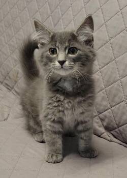 Yerba -  Domestic Short Hair Cat for Adoption in Sandusky, Ohio - Yerba | PetCurious