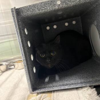 Domestic Short Hair Cats Available for Adoption in Morganton, North Carolina - Fireball | PetCurious
