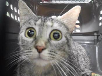 NEVA DELEAN -  Domestic Short Hair Cat for Adoption in Omaha, Nebraska - NEVA DELEAN | PetCurious