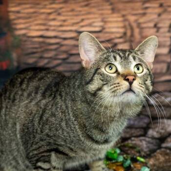 Rescue Domestic Short Hair Cats for Adoption in Lapeer, Michigan - Ferrari | PetCurious