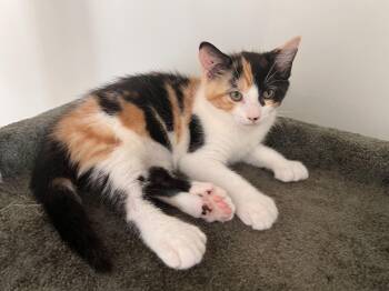 Esme -  Domestic Short Hair Cat for Adoption in Toronto, Ontario - Esme | PetCurious