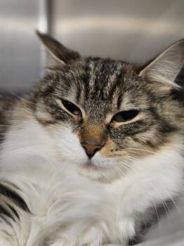 Domestic Long Hair Cats Available for Adoption in Kent, Washington - RENN | PetCurious