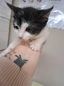 Wynonna -  Domestic Short Hair Cat for Adoption in Fayetteville, Tennessee - Wynonna | PetCurious