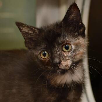 Feral Carol -  Domestic Short Hair Cat for Adoption in Ottawa, Kansas - Feral Carol | PetCurious