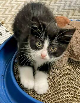 Freya -  Domestic Short Hair Cat for Adoption in Winnipeg, Manitoba - Freya | PetCurious