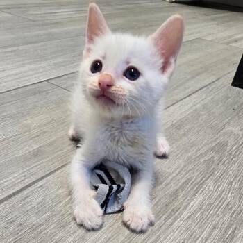 Skeeter -  Domestic Short Hair Cat for Adoption in Hawthorne, California - Skeeter | PetCurious