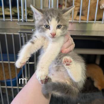 Captain Crunch -  Domestic Short Hair Cat for Adoption in Emporia, Kansas - Captain Crunch | PetCurious