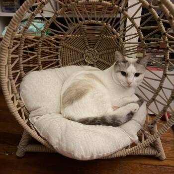 Domestic Short Hair Cats Available for Adoption - Gus  | PetCurious