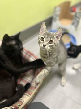 Rescue Domestic Short Hair Cats for Adoption in Media, Pennsylvania - Mozzarella | PetCurious