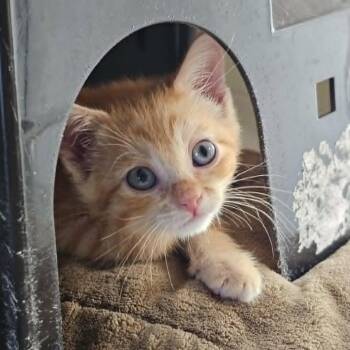 Canelo -  Domestic Medium Hair Cat for Adoption in Las Cruces, New Mexico - Canelo | PetCurious