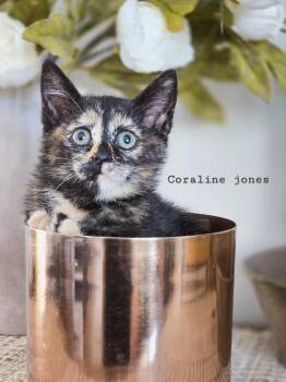 Coraline Jones -  Domestic Short Hair Cat for Adoption in Sandy, Utah - Coraline Jones | PetCurious
