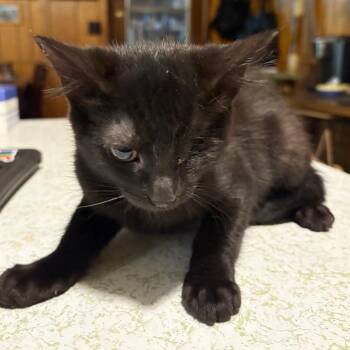Crepe Traintrack-ML -  Domestic Short Hair Cat for Adoption in Tallahassee, Florida - Crepe Traintrack-ML | PetCurious