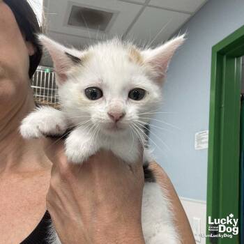 Isla -  Domestic Short Hair Cat for Adoption in Washington, District Of Columbia - Isla | PetCurious