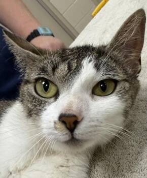 Paramore -  Domestic Short Hair Cat for Adoption in Fishers, Indiana - Paramore | PetCurious