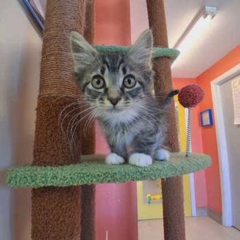 Squilliam Fancyson -  Domestic Long Hair and Domestic Short Hair Cat Available for Adoption in Scottsbluff, Nebraska - Squilliam Fancyson | PetCurious
