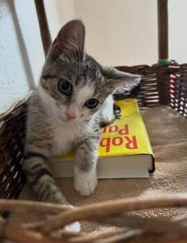 Charlie (Available 7/24/26) -  Domestic Short Hair and Tabby Cat for Adoption in Williamsburg, Iowa - Charlie (Available 7/24/26) | PetCurious