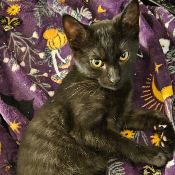 Titania -  Domestic Short Hair Cat for Adoption in Georgetown, Kentucky - Titania | PetCurious