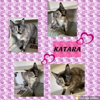 Katara -  Siamese Cat for Adoption in Clearfield, Pennsylvania - Katara | PetCurious