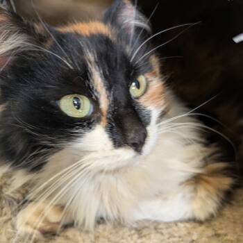 Rescue Domestic Long Hair Cats for Adoption in Middlebury, Vermont - Georgette | PetCurious