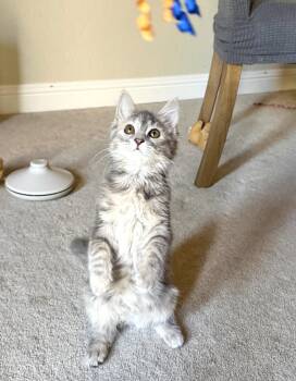 Norma -  Domestic Long Hair Cat for Adoption in Walnut Creek, California - Norma | PetCurious