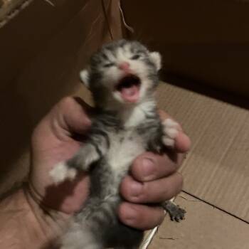 Rescue Domestic Medium Hair Cats for Adoption in Volcano, Hawaii - Dory (COH-A-64912) | PetCurious