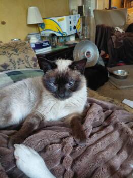 Siamese and Domestic Short Hair Cats Available for Adoption in Gladstone, Oregon - Squeaks | PetCurious