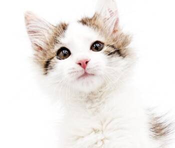 Poofy is POOFY doofy and perfect -  Ragdoll and Turkish Van Cat for Adoption in Bedford Hills, New York - Poofy Is POOFY Doofy And Perfect | PetCurious
