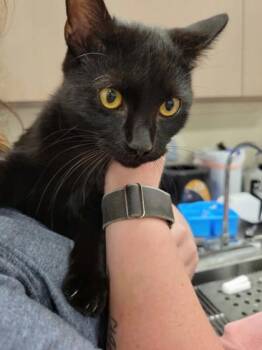 Raksha -  Domestic Short Hair Cat for Adoption in Fishers, Indiana - Raksha | PetCurious