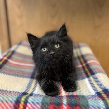 Domestic Medium Hair Cats Available for Adoption in Fargo, North Dakota - Poblano | PetCurious