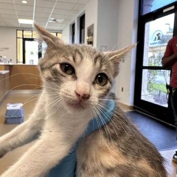 Esmeralda -  Domestic Short Hair Cat for Adoption in West Palm Beach, Florida - Esmeralda | PetCurious