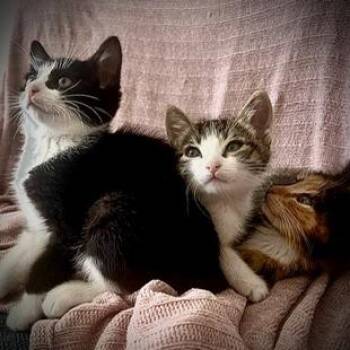 Domestic Medium Hair Cats Available for Adoption in San Pablo, California - Penguin | PetCurious